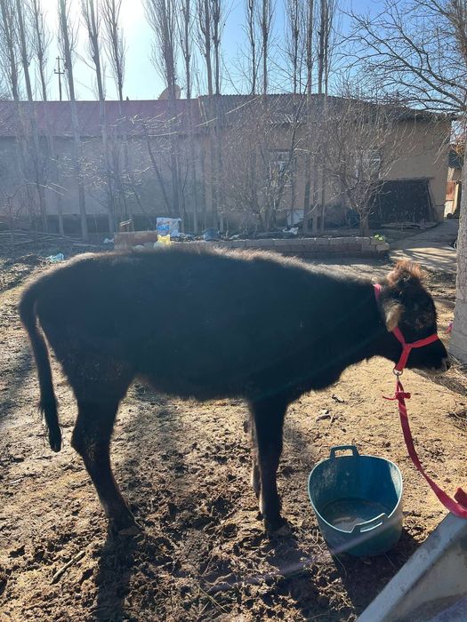 Гуножун соглом йеб ичиши зур