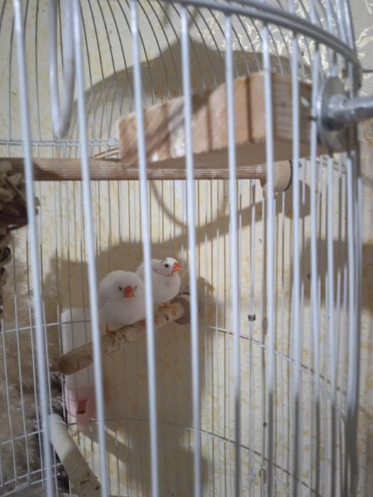 Продам птиц,разных пород,парами