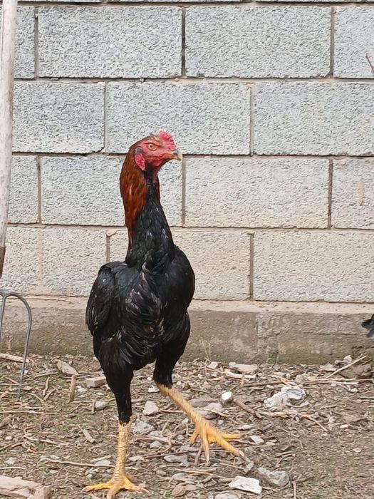 Дакан сатылады таза