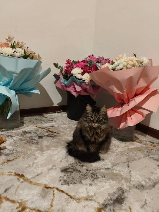 Пропала кошечка срочно