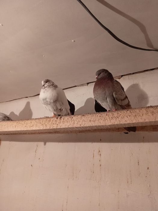 Голуби Продаются