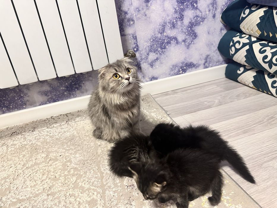Кошка вислоуха с тримя котятоми