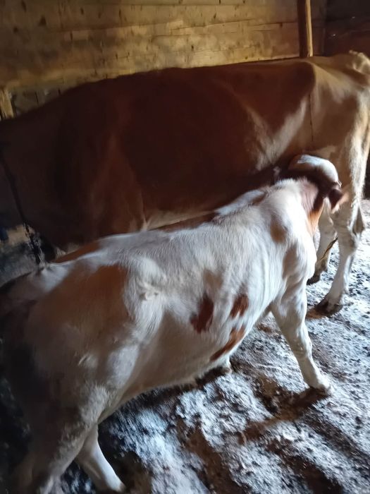 DE VÂNZARE - VACA cu vițel