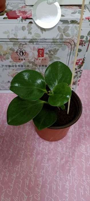 Пиперомия:2000 тенге