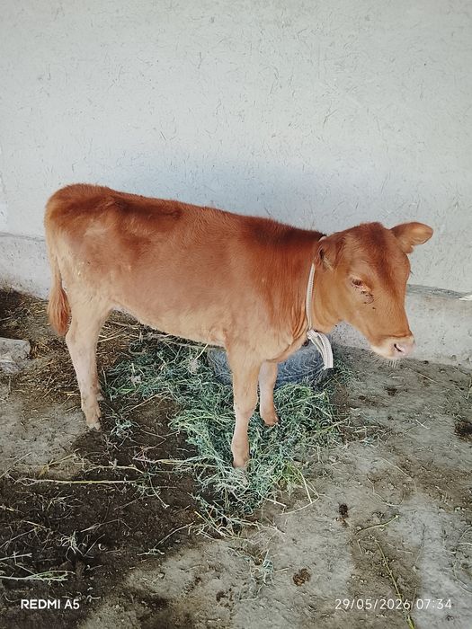 Gʻunojincha yosh Baquvvat