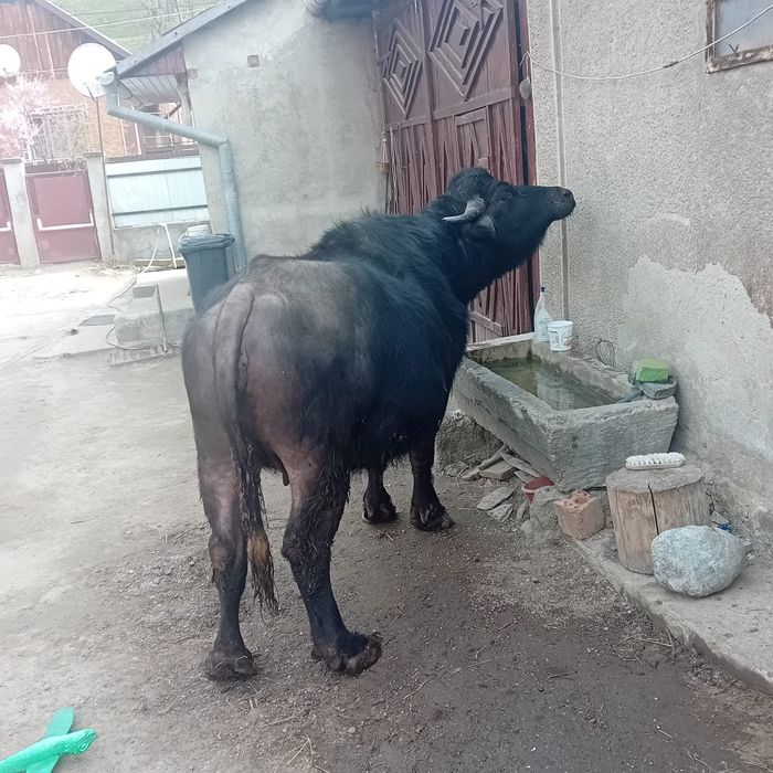 Bivoliță gestanta  de vanzare