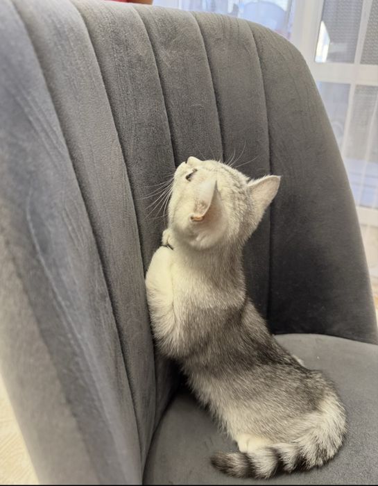 Продам котенка скоттиш страйт