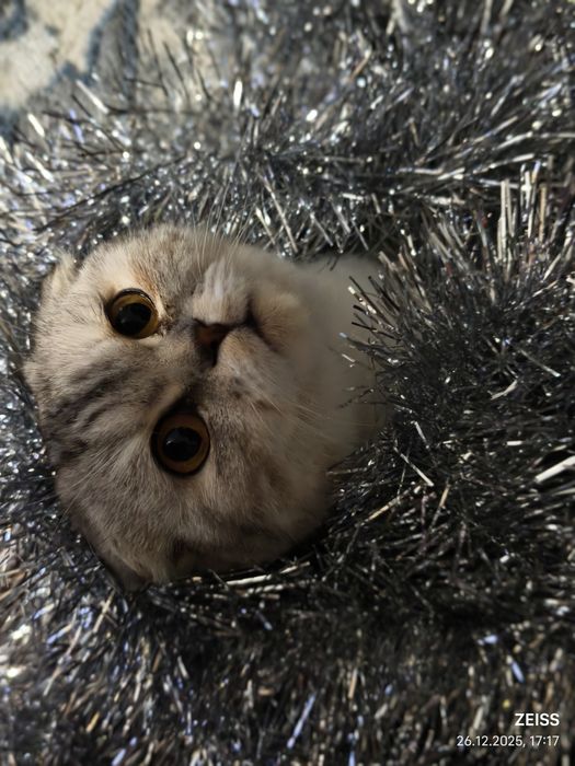 Веслоухая шатланка