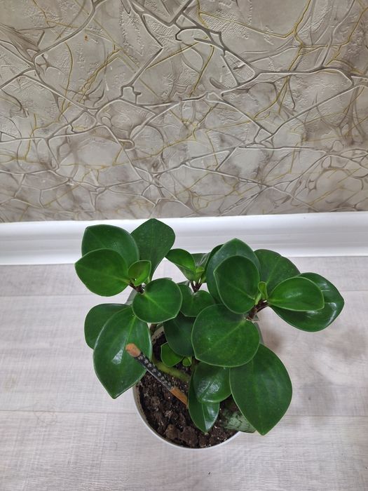 Комнат гүлдері-Комнатные цветы