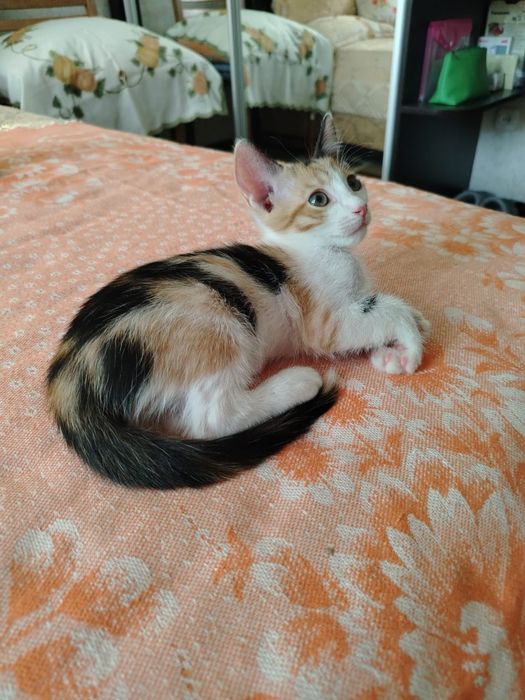 Отдам котята в добрые руки