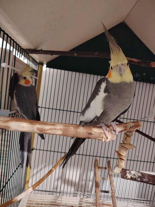 Papagali cântători și nimfe