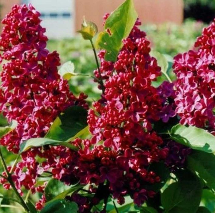 Plante ornamentale de gradina -iasomie,lonicera,iedera 50+25 gratis