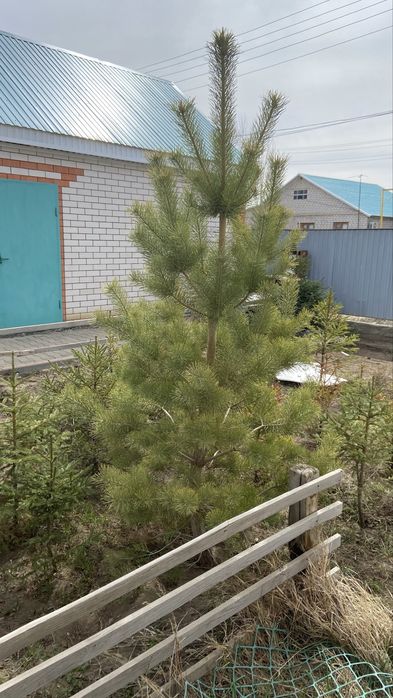 Сосна, елки в Актобе