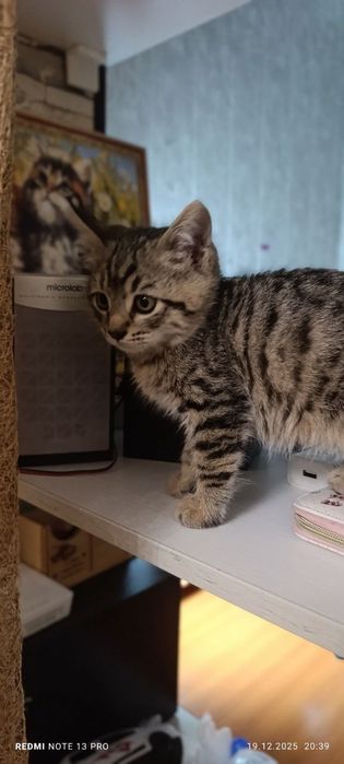 Барсик ищет добрых ручек. 2 месяца. Мальчик. Юнусабад