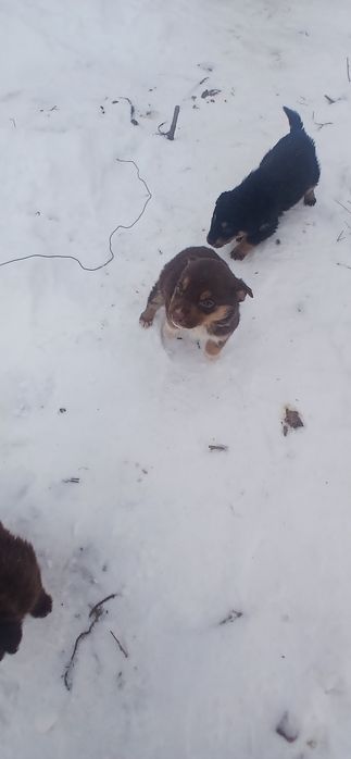 Donez 3 pui de caine talie medie