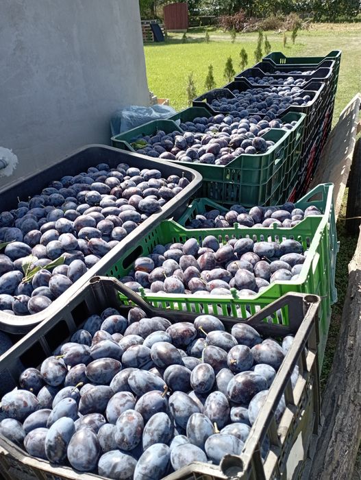 Prune pentru țuică dar si pentru consum