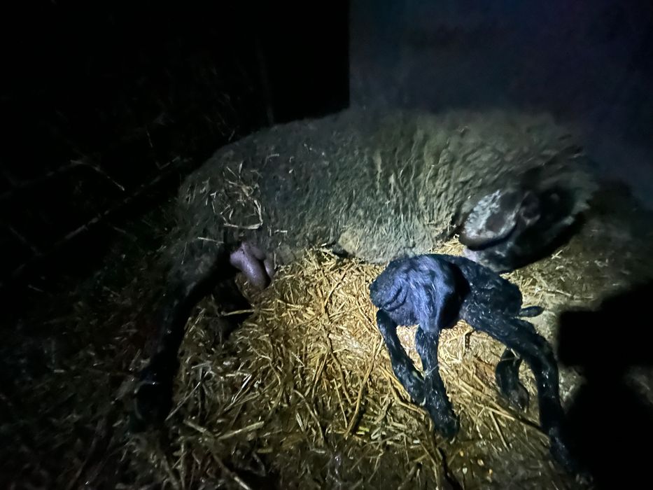 Oi si miei de vânzare