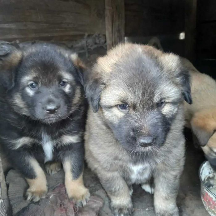 Дарю щенят!                               .