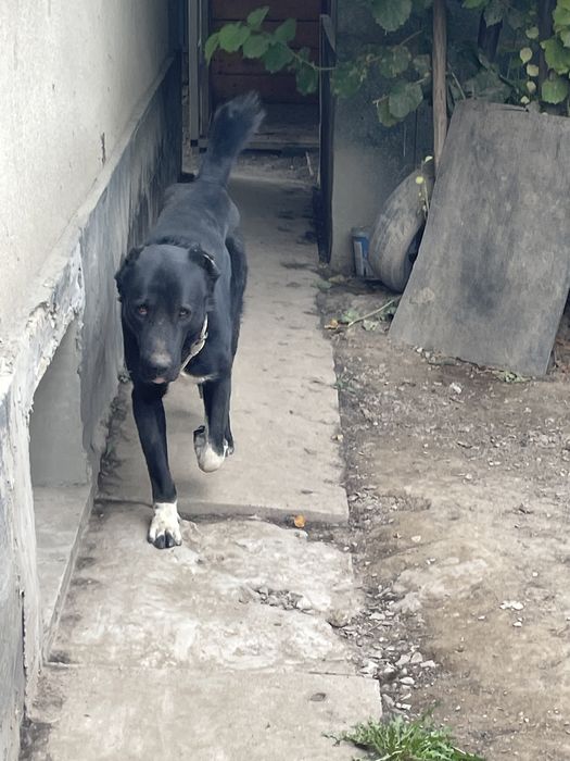 САО, Алабай, вязка