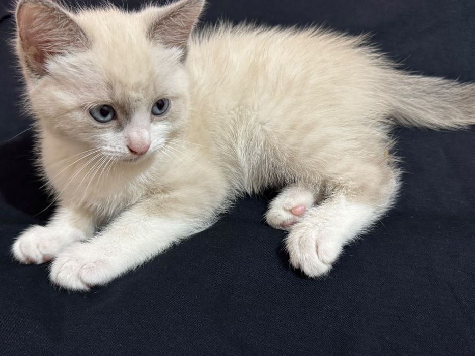 Котята отдам бесплатно