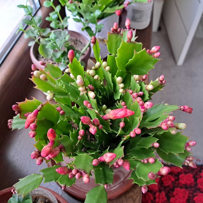 Шлумберг декабрист