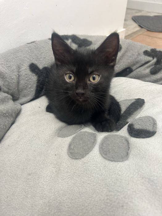 pisicute spre adoptie