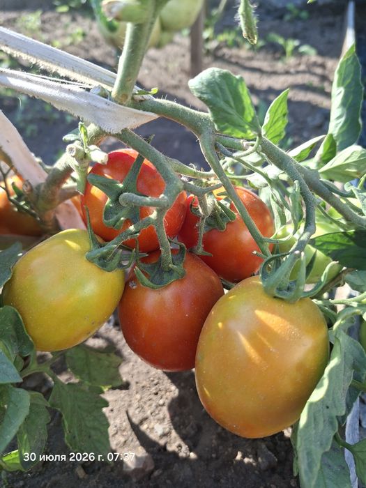 Продам помидоры  домашние