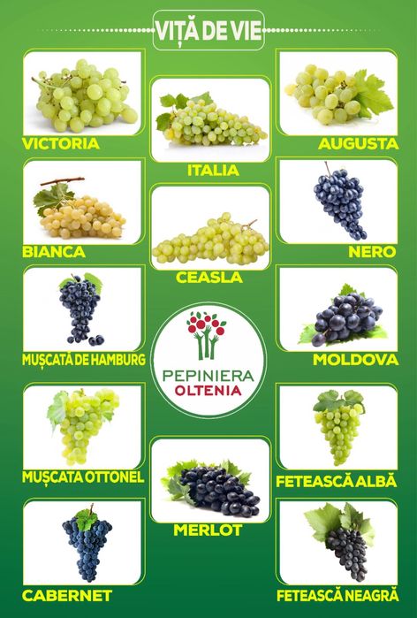 Vita de Vie - Altoită si Hibrid