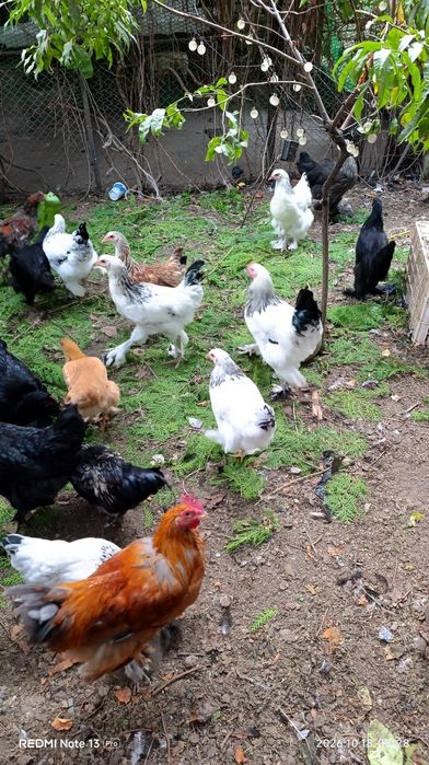Продам курочек и петушков породы брама