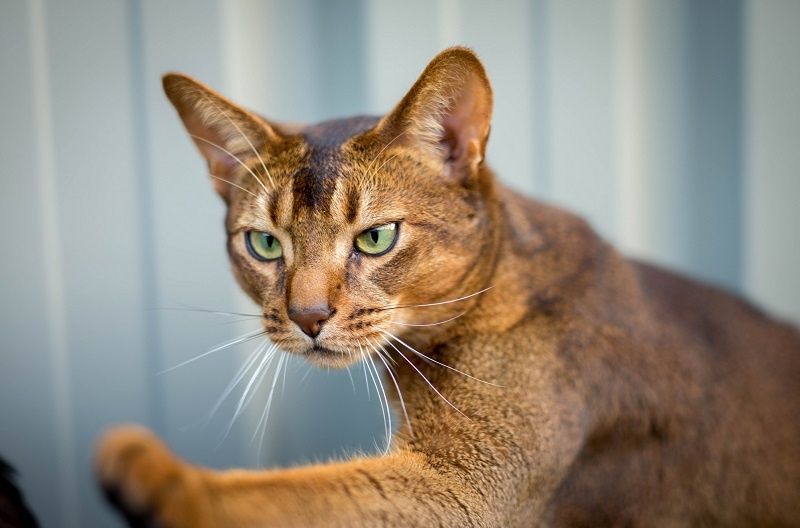 Чистокровные  Абиссины. Алматы. Под Резерв