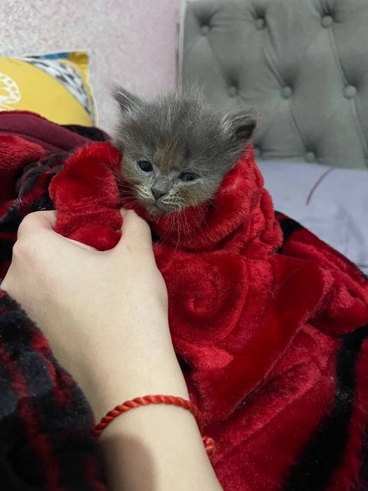 Mushukchalar Sotiladi