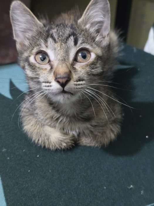 Есть котята отдам !!!