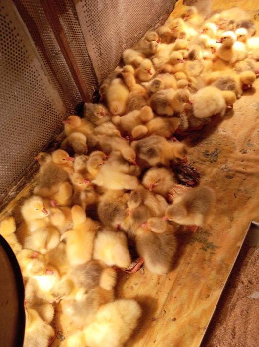 Гусята                .