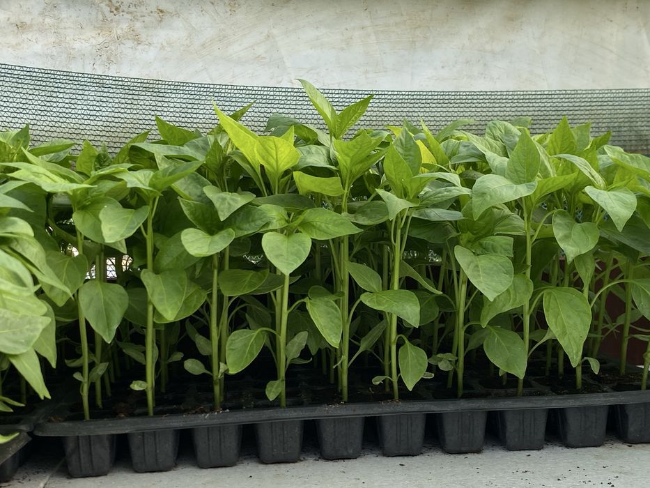 Răsaduri de Legume Profesionale – Soiuri Românești și Hibrizi Productivi