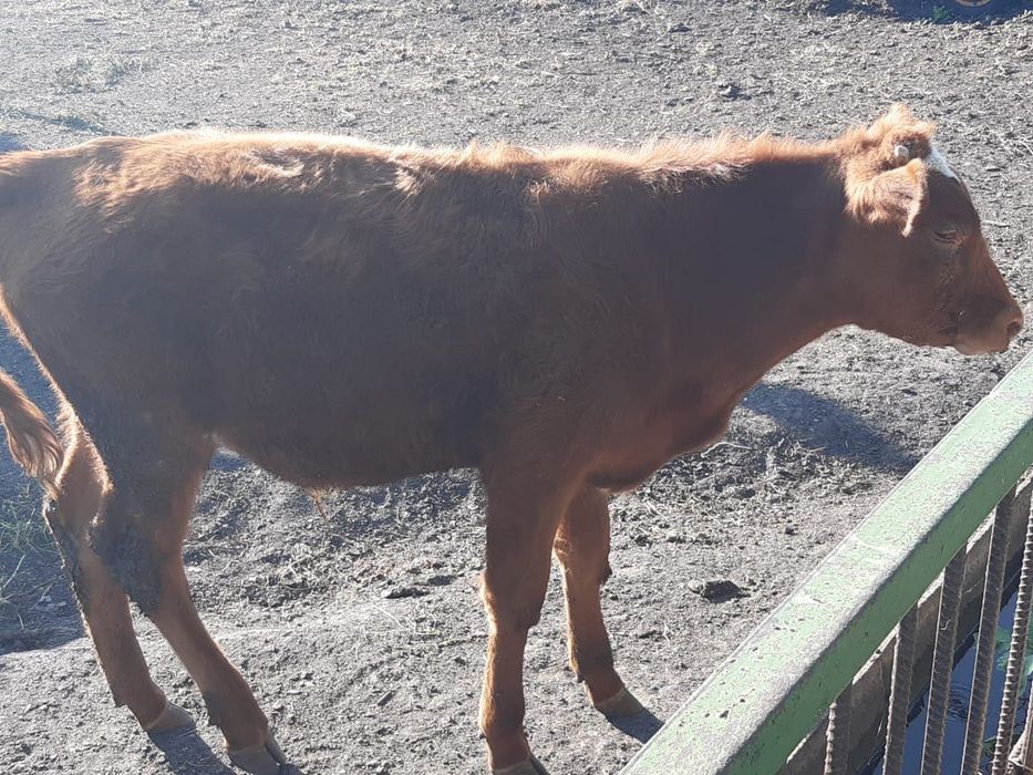 Продается бычок 6 месяцев за 250000т