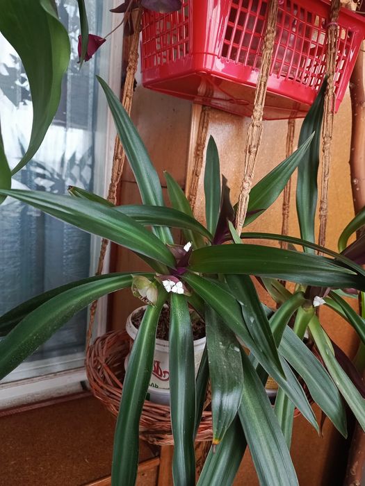 Рео цветет 60 тыс