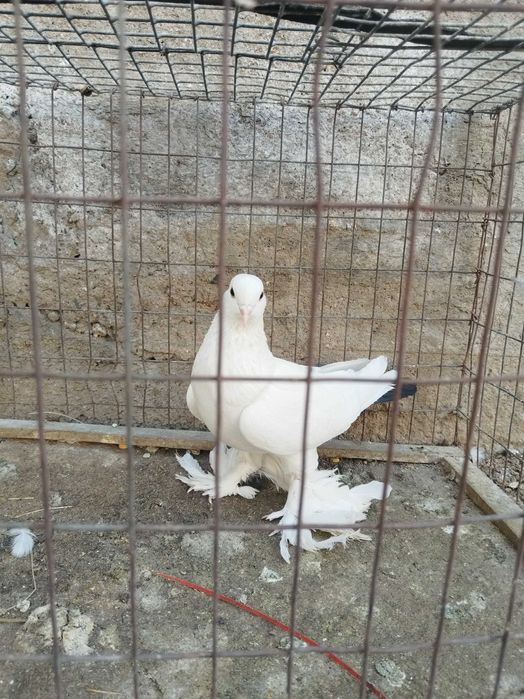 Продам голубей...