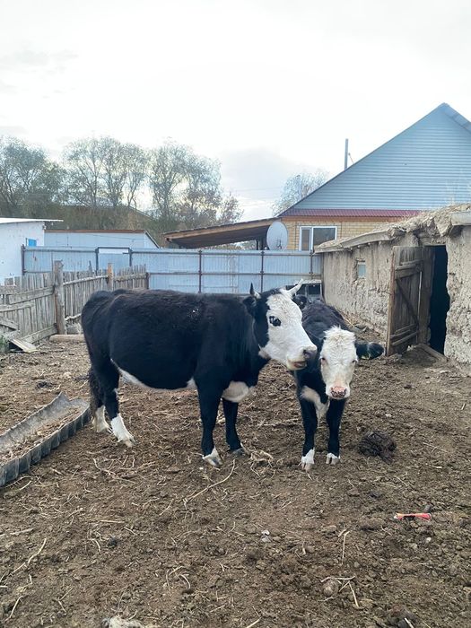 Сиыр бұзауымен .