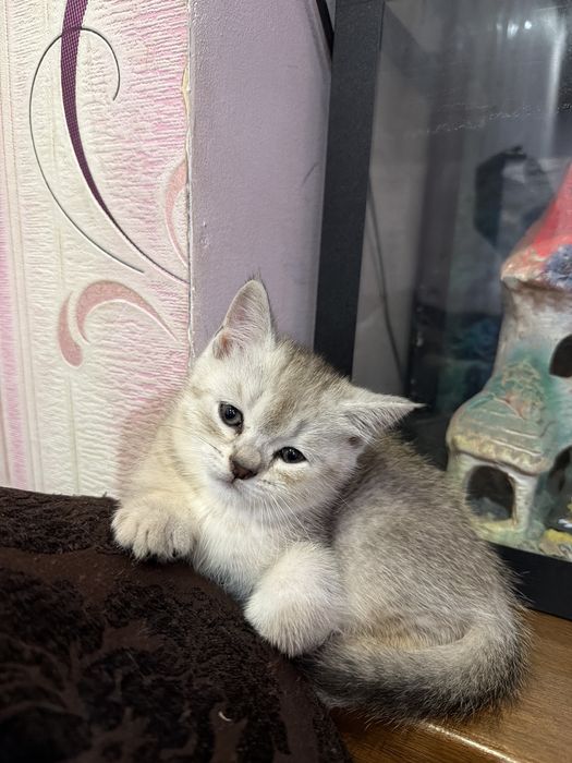 Мушукча 2 ойлик скотиш фолд