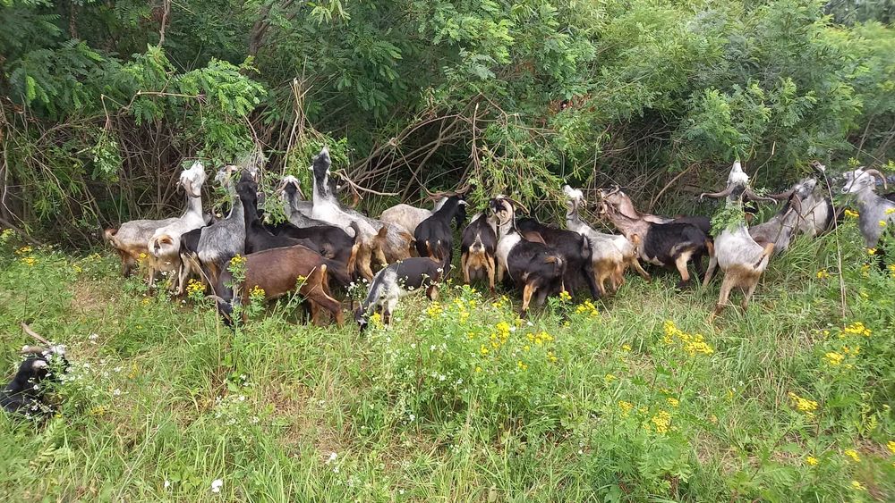Capre bune de lapte.