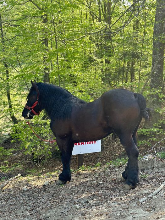 Armăsari negrii pentru monta sau de vânzare