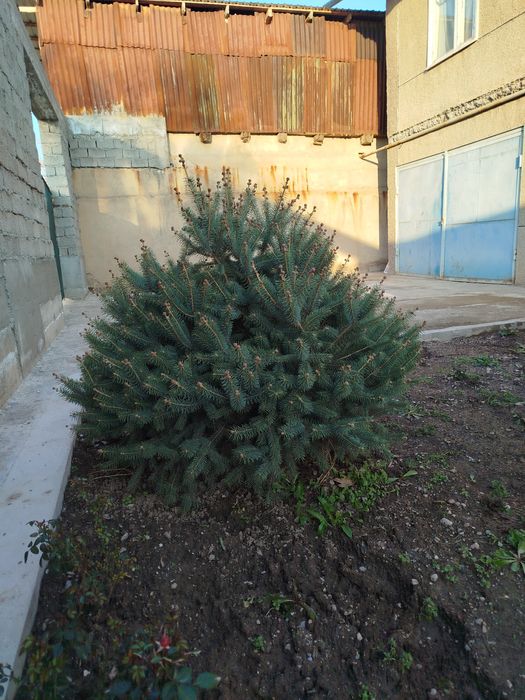 Гойубой йел арча сотилади