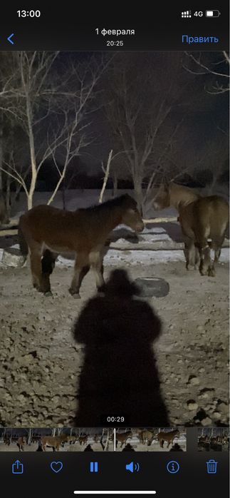 Семіз тай полутяж Ұрғашы Еркек