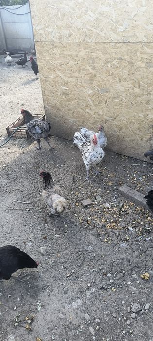 Cocosi austrolorp de vanzare