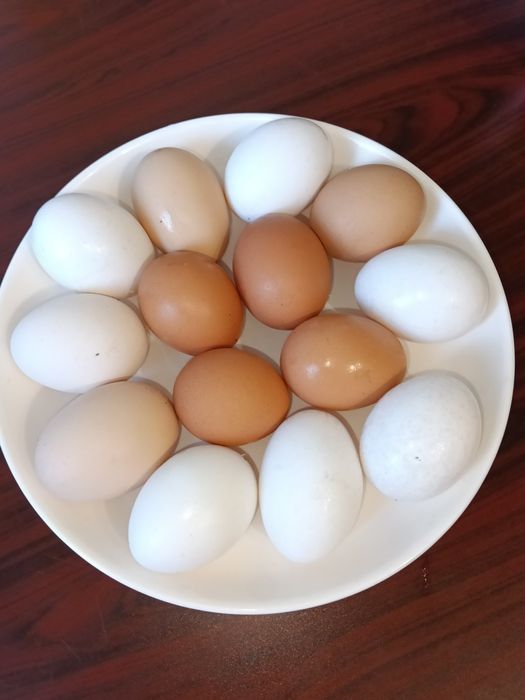 Куриные яйца  600 тенге