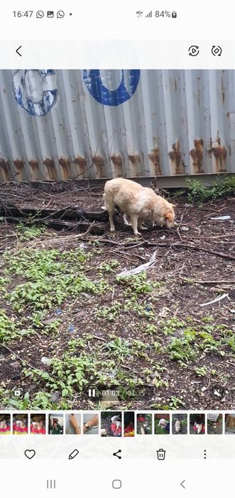 Срочно отдают щенков в добрые руки