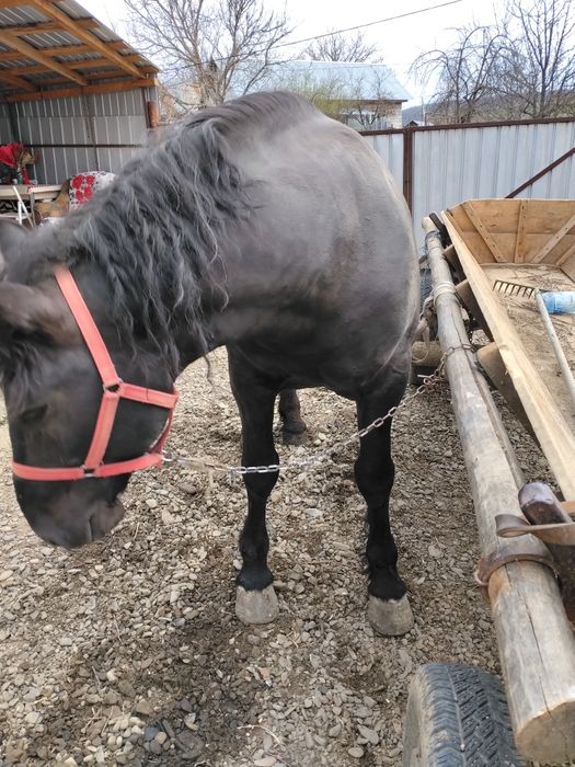 Harmăsar de vânzare