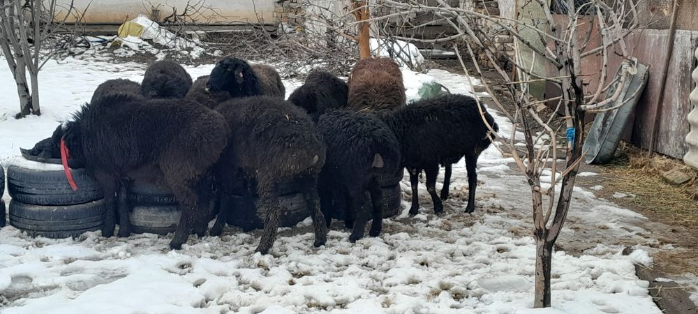 Куй ,кучкорлар , бугозкуй сотилади соглом