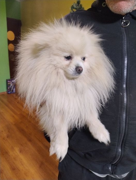 Померан , 2 момчета на 1 г.