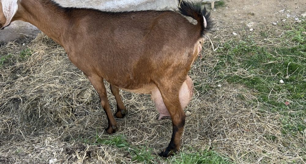 Англонуб ешки сатылады
